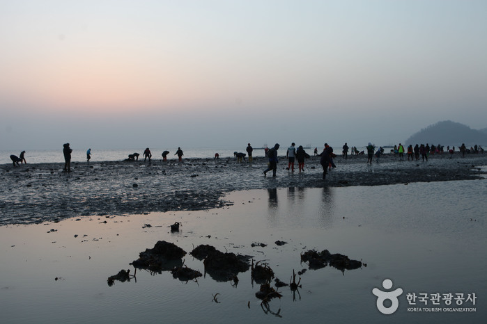 Mystérieux passage vers l’île de Jindo (진도 신비의 바닷길)