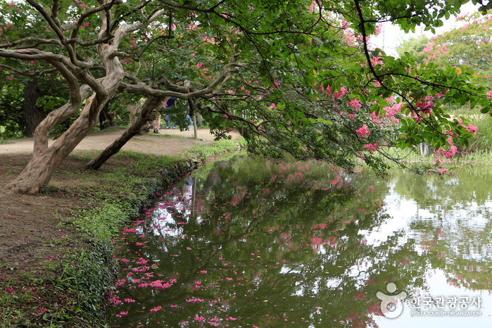 Jardin Myeongokheonwollim (담양 명옥헌 원림)