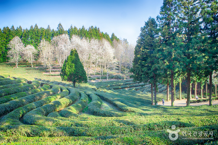 Plantation touristique de thé Daehan Dawon (Plantation de thé Boseong) (보성녹차밭 대한다원)