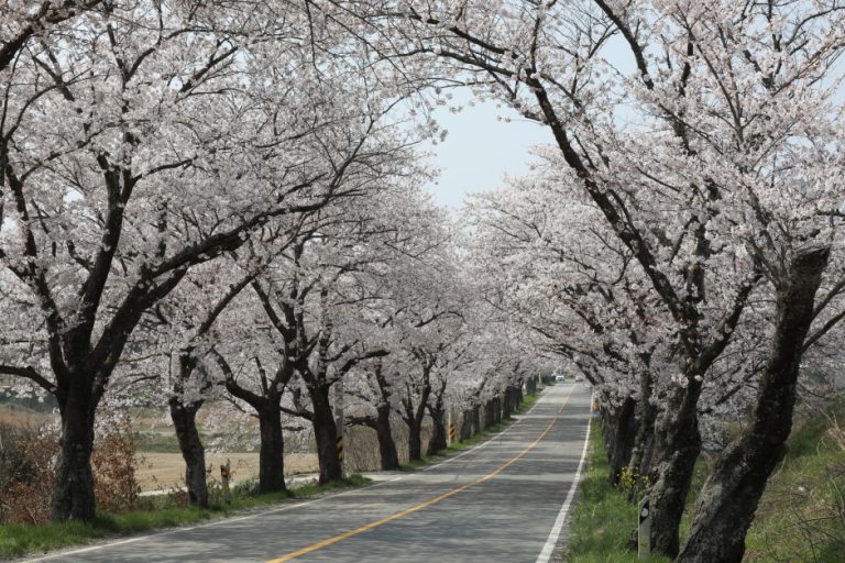Festival culturel Wangin de Yeongam (영암왕인문화축제)