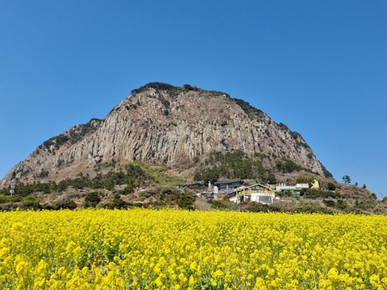 Champ de fleurs de colza de Sanbangsan (산방산유채꽃밭)