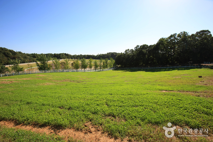 Let’s Run Farm Wondang (원당종마목장 (렛츠런팜 원당))