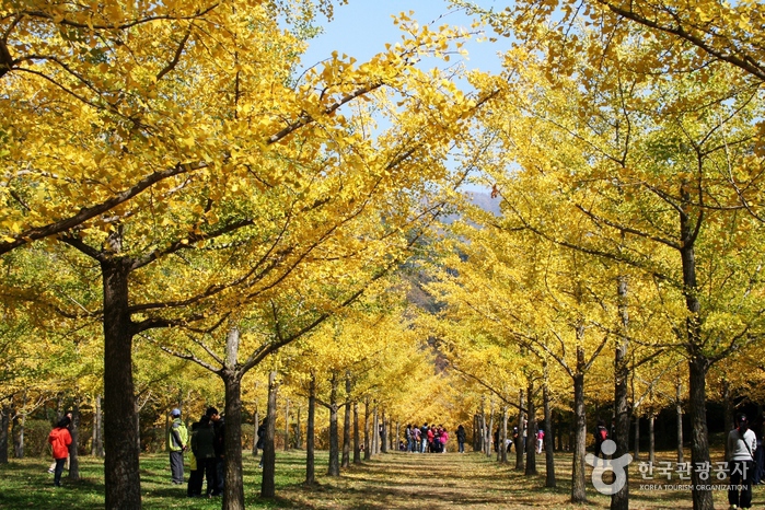 Forêt des gingko à Hongcheon (홍천 은행나무숲)