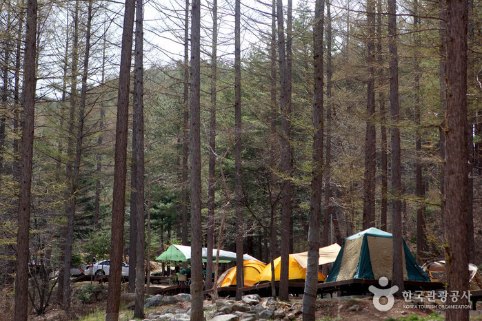 La Forêt Cheongoksan (국립 청옥산자연휴양림)