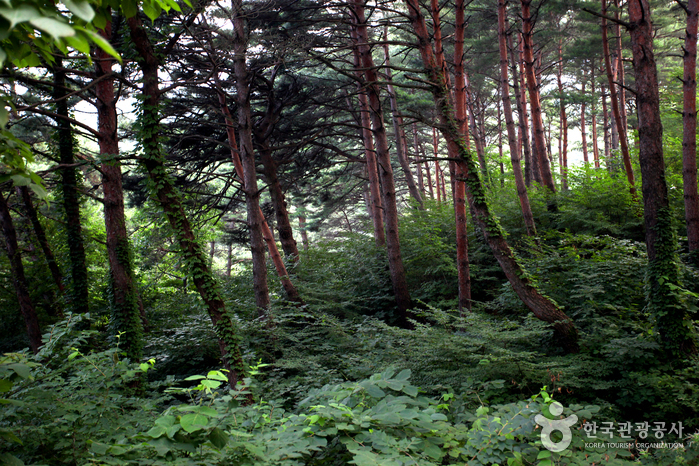 Forêt de Chilbosan (국립 칠보산자연휴양림)