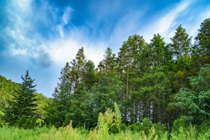 Chemin Beoryeong-ri Metasequoia (벌영리 메타세콰이어길)