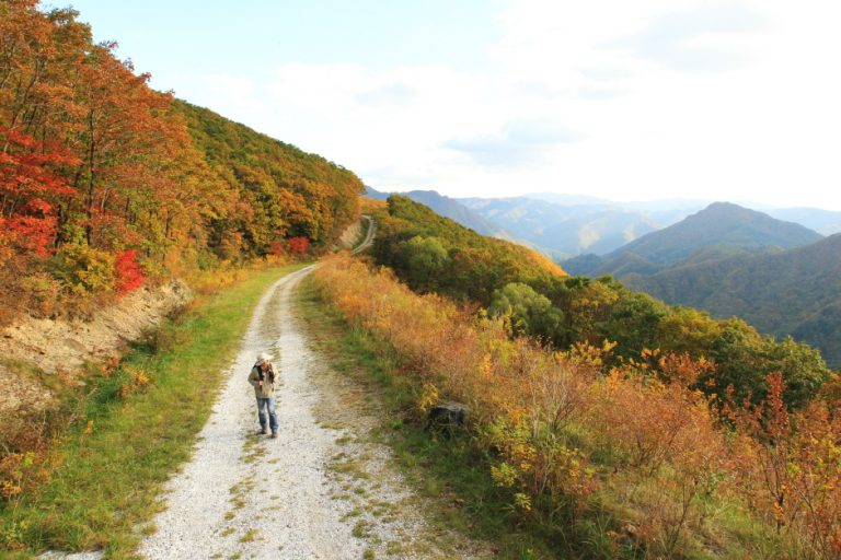 High1 Haneulgil Trekking (하이원 하늘길 트레킹)