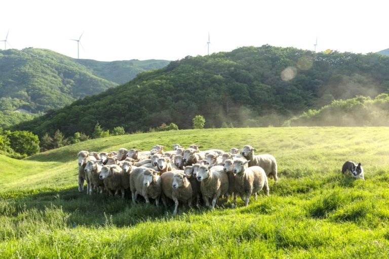 Ferme Daegwallyeong Samyang (대관령 삼양목장)