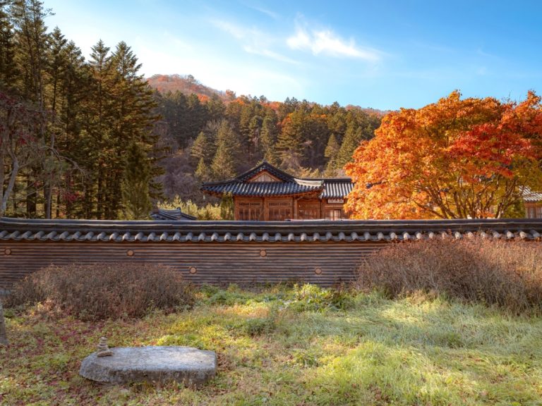 Forêt du temple Woljeongsa (월정사 전나무숲)