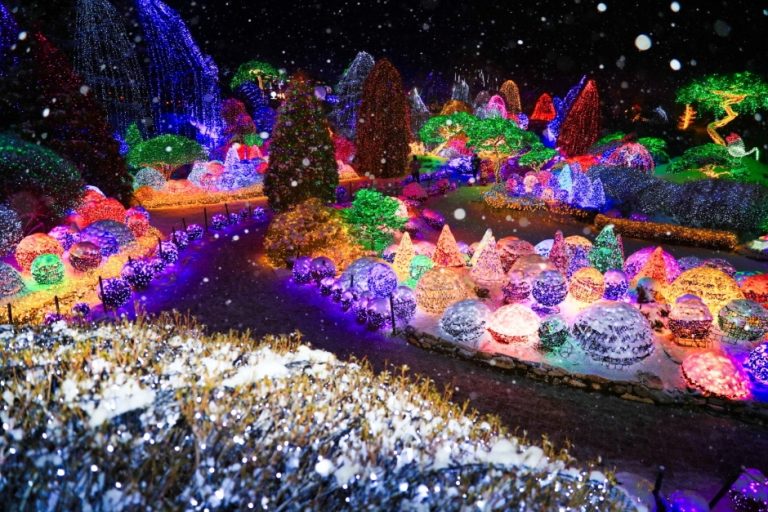 Festival des illuminations au jardin du matin calme (오색별빛정원전)