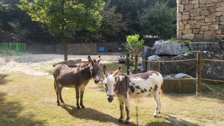 Donkey Starz  (동키스타즈)