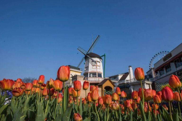 Jardin des quatre saisons (에버랜드 튤립가든)