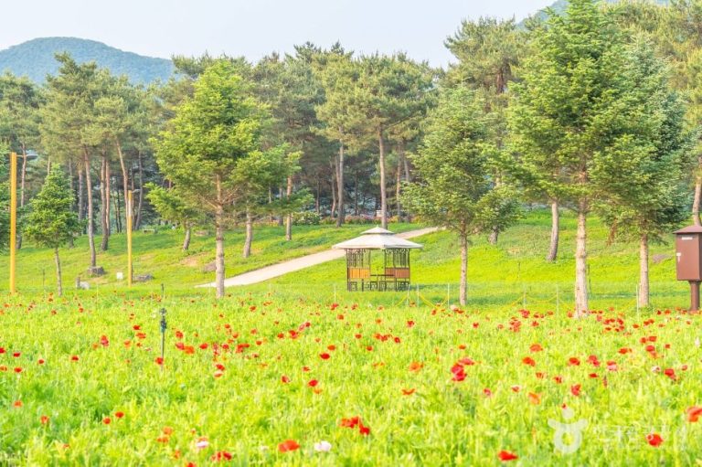 Île Jaraseom (자라섬)