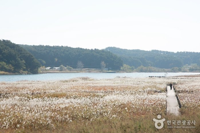 Rivière Namdaecheon (남대천)