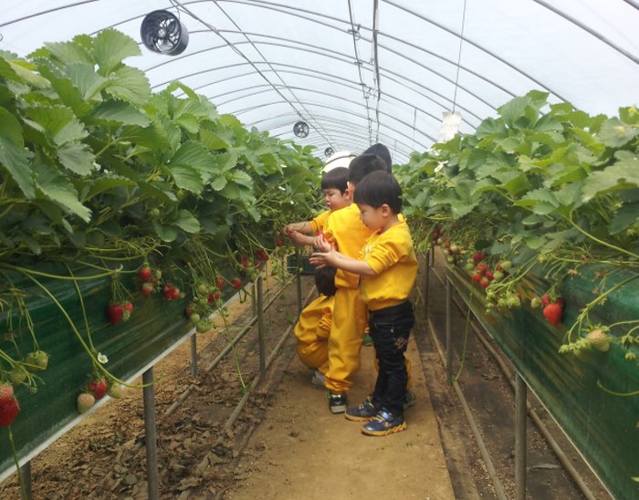 L’exploitation agricole de l’oncle Fraise (논산 딸기삼촌농장)